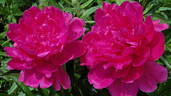 Hania peony photo