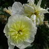 Honey Gold peony photo