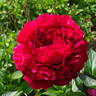 Henry Bockstoce peony photo