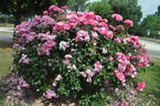 Deborah rose photo