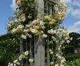 Phyllis Bide rose photo