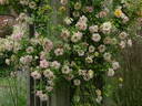 Phyllis Bide rose photo
