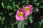Amy Robsart rose photo