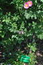 Amy Robsart rose photo