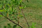 R. virginiana rose photo