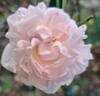 Eglantyne Jebb rose photo
