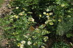 Bee Gold rose photo