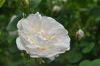 Blanche de Belgique rose photo