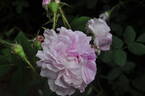 Blush Damask rose photo