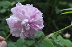 Blush Damask rose photo