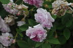 Blush Damask rose photo
