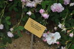 Blush Damask rose photo