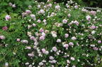 Blush Damask rose photo