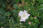 Xantippe rose photo