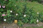 Xantippe rose photo