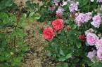 Princes Matilde rose photo
