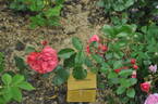 Princes Matilde rose photo