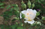 Poustinia rose photo