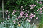 Plaisanterie rose photo