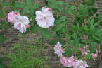 Eilike rose photo