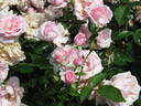 Rosika rose photo