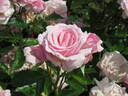 Rosika rose photo