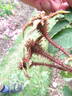 Duchesse d'Abrantès rose photo
