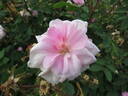 Duchesse d'Abrantès rose photo
