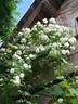 Chateau de Guillerval rose photo