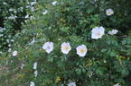 <i>Rosa inodora</i> Fries rose photo