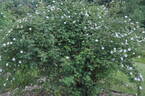 <i>Rosa inodora</i> Fries rose photo