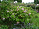 Mrs. Doreen Pike rose photo