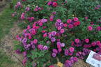 Gipsy Boy rose photo