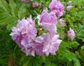 Mrs. Doreen Pike rose photo
