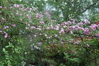 Louis mon ami rose photo