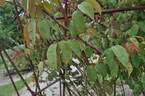 R. gigantea rose photo