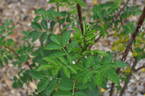 <i>Rosa foetida</i> Herrm. rose photo