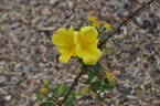 <i>Rosa foetida</i> Herrm. rose photo