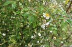 <i>Rosa luciae</i> Franch. rose photo