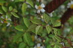 <i>Rosa luciae</i> Franch. rose photo