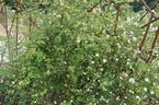 <i>Rosa luciae</i> Franch. rose photo