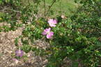 <i>Rosa serafinii</i> Viviani rose photo