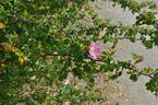 <i>Rosa serafinii</i> Viviani rose photo