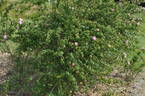 <i>Rosa serafinii</i> Viviani rose photo