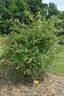 <i>Rosa sicula</i> Tratt. rose photo