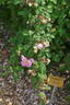 <i>Rosa sweginzowii</i> Koehne rose photo