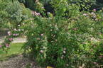 <i>Rosa sweginzowii</i> Koehne rose photo