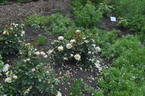 Tsarina rose photo