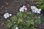Xantippe rose photo