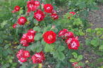 Pirouette rose photo